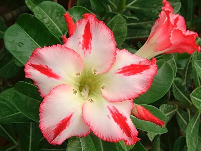 Adenium Obesum Desert Rose Mini Size